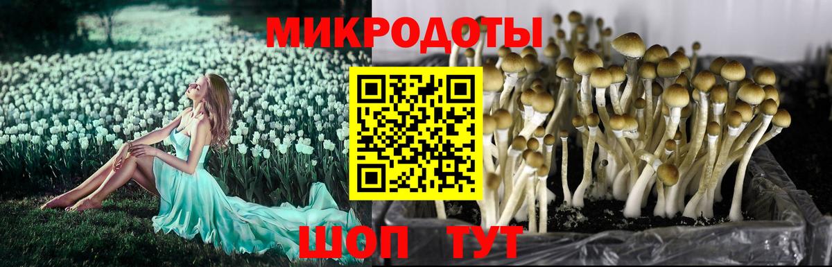 Галлюциногенные грибы мицелий Новокубанск